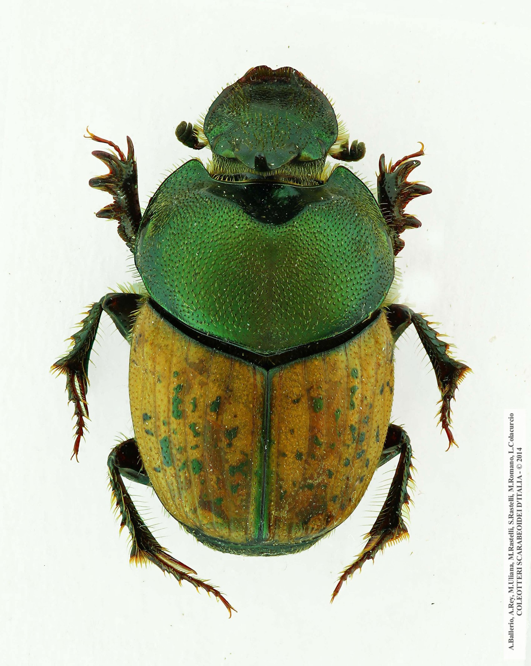 Onthophagus vacca, femmina